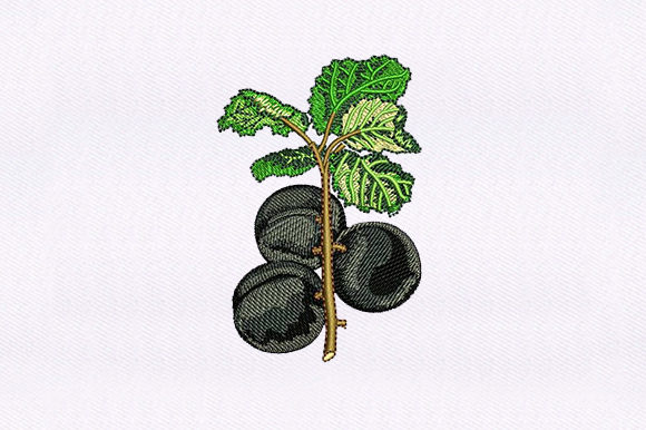 From Designer to Stitch: A Real-World Review of Black Cherry Vines